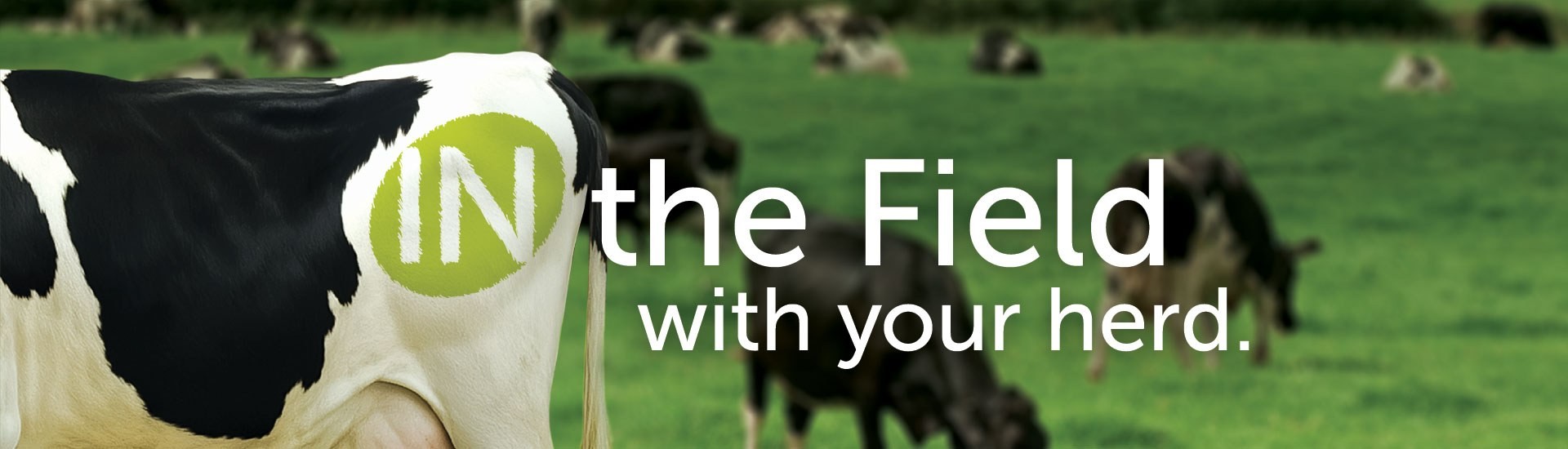 In The Field With Your Herd Hero3