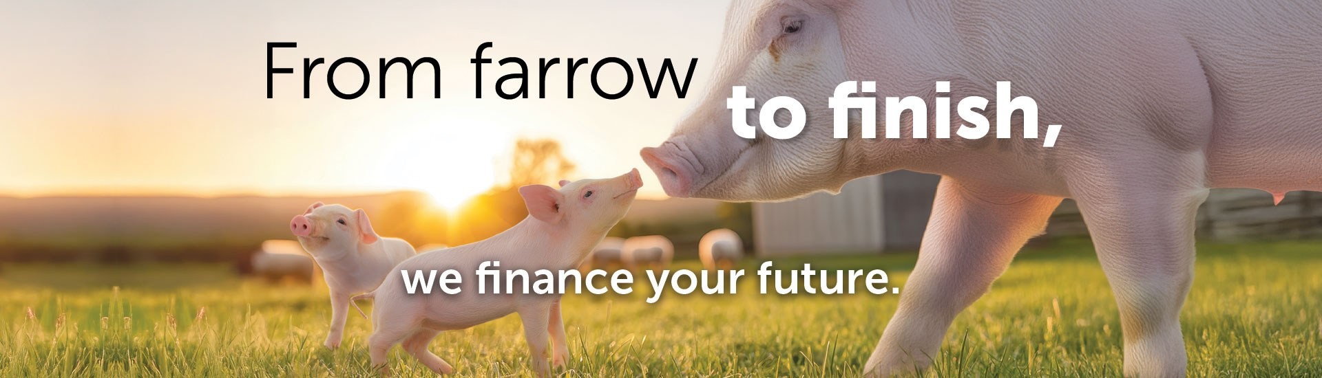 From Farrow to Finish Hero d